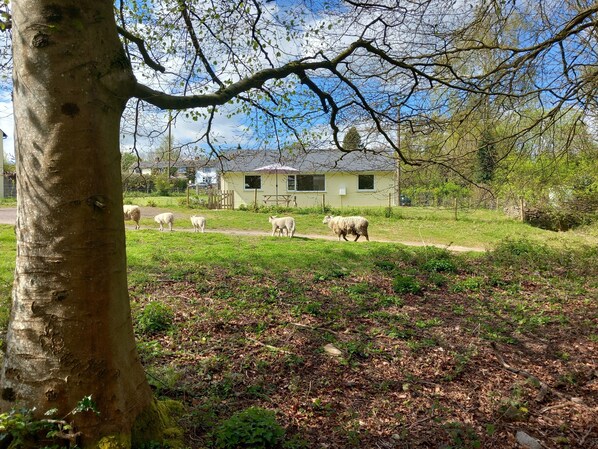 A rural landscape with a house, a tree, and a group of sheep grazing. - The Bungalow, Forest of Dean (Ruardean)