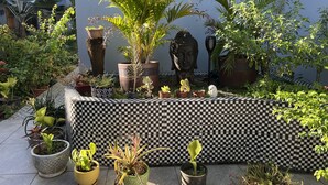A garden with various potted plants and a Buddha statue. - Pasifika Guesthouse (Nadi)