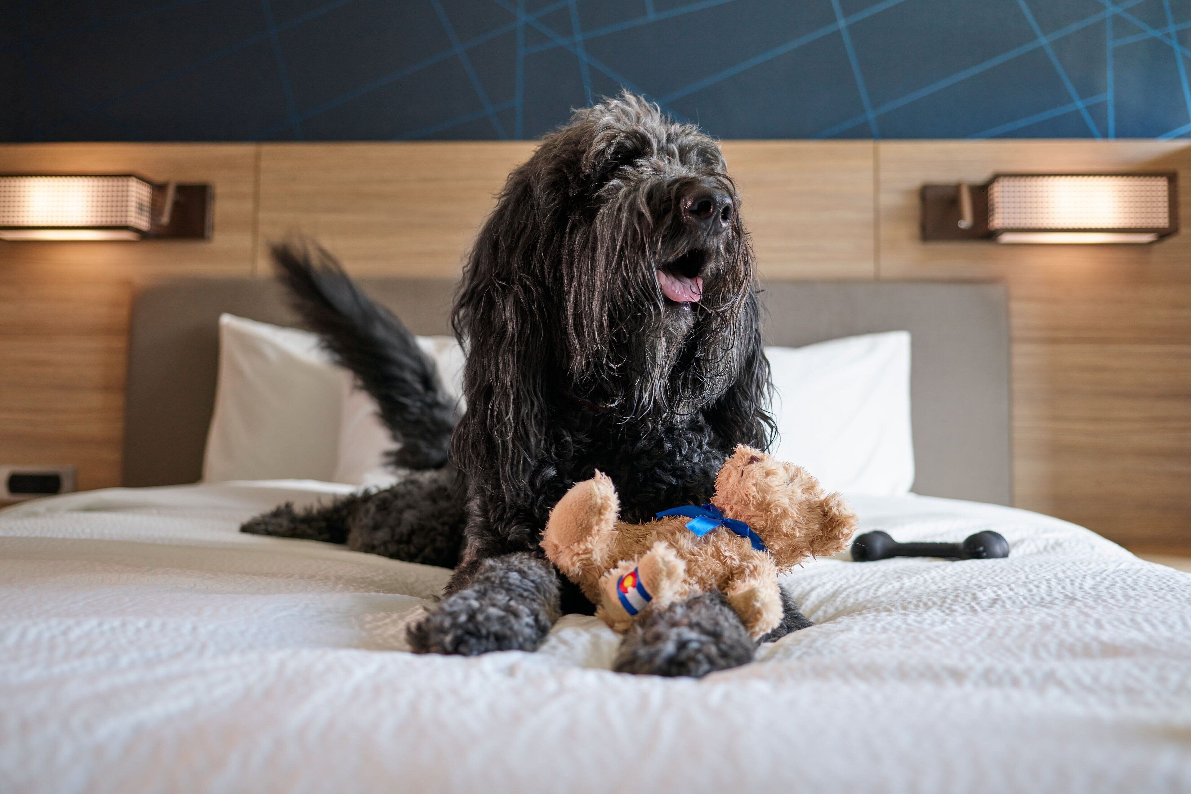 Un perro negro acostado en una cama con un osito de peluche, en una habitación con cabecera de madera y luces fijadas a la pared.