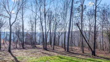 A forested area with tall trees and a clear sky.