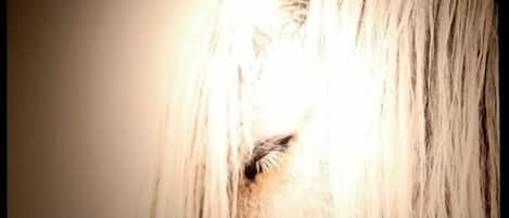 A close-up of a horse's head with long, white hair.