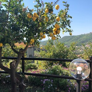 A lemon tree with ripe fruit, a clear sky, and a distant view of a town with buildings and hills. - 1-Bedroom Cottage in Verzi (Verzi)
