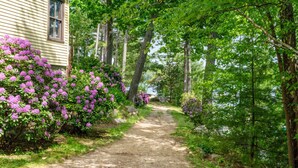 Un sentier de terre bordé d’une végétation luxuriante et de fleurs violettes, qui mène à un bâtiment doté d’une fenêtre.
