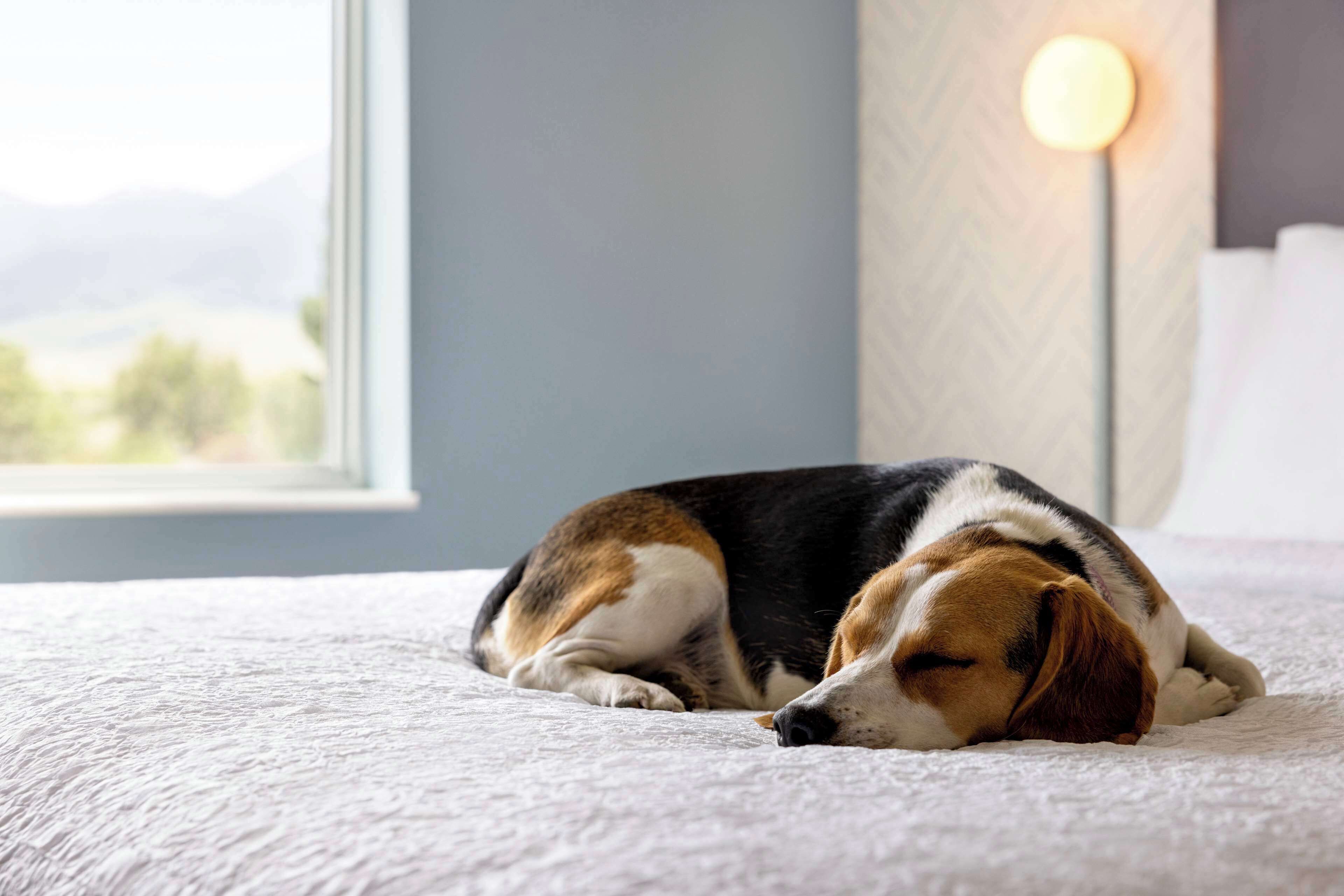 A dog sleeping on a bed with a window in the background.