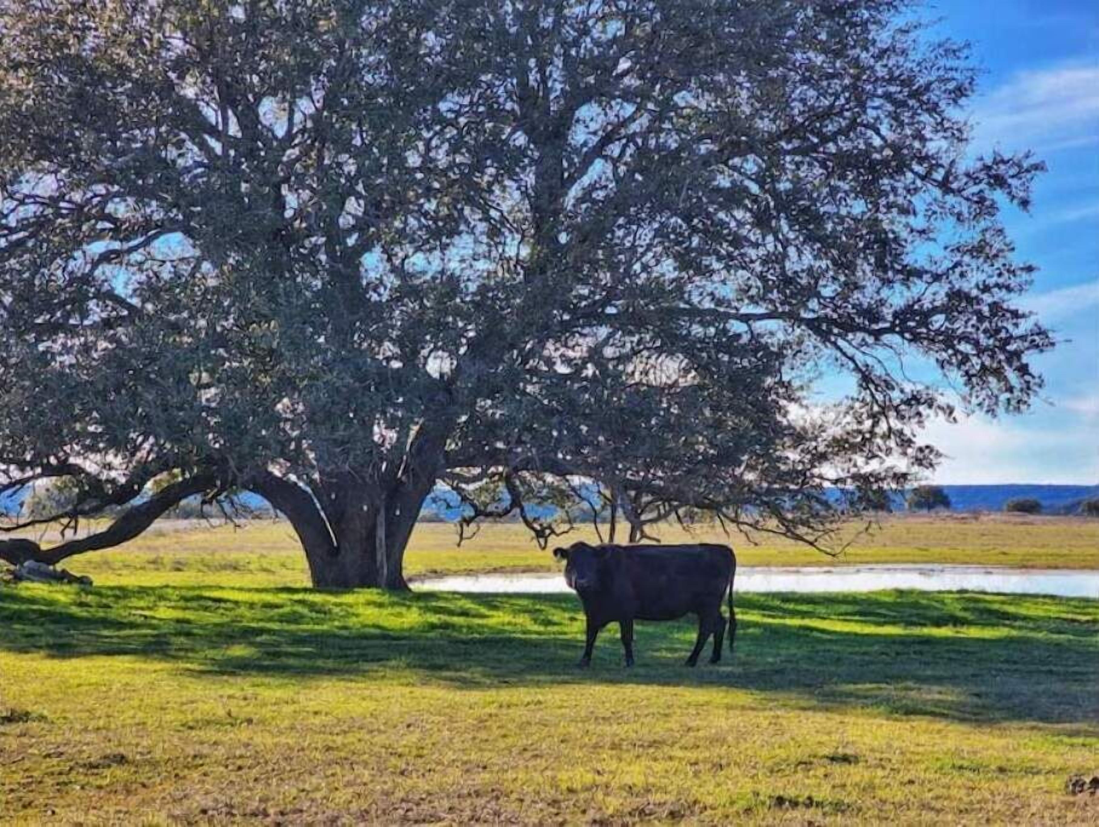 A cow standing in a grassy field with a large tree in the background.