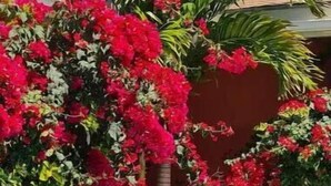 A swimming pool surrounded by lush greenery and vibrant red flowers. - Private Pool & Garden - Tranquil Retreat (Paradise Island)