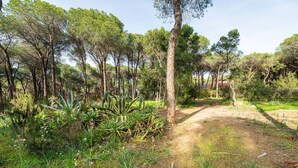A natural landscape with a dirt path, various trees, and green vegetation.
