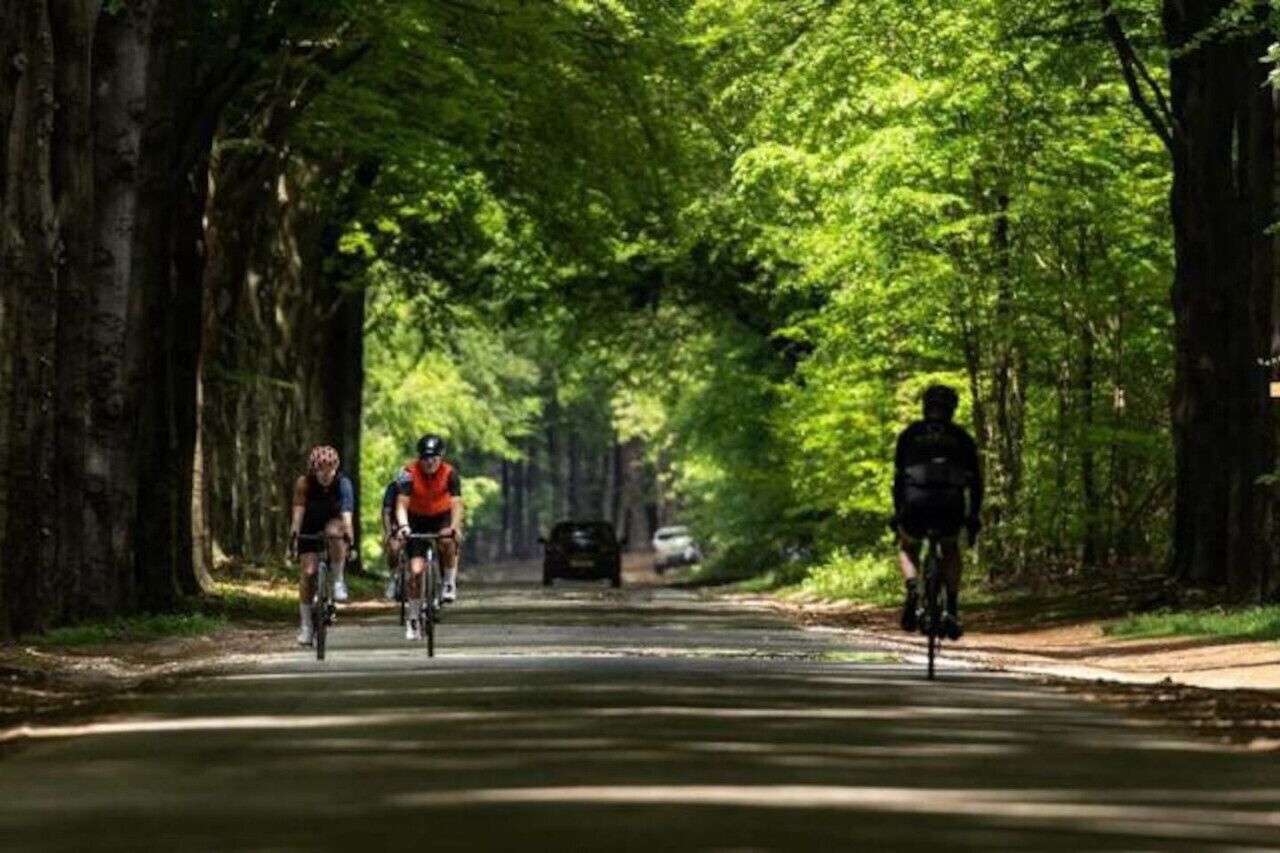 A tree-lined road with cyclists.