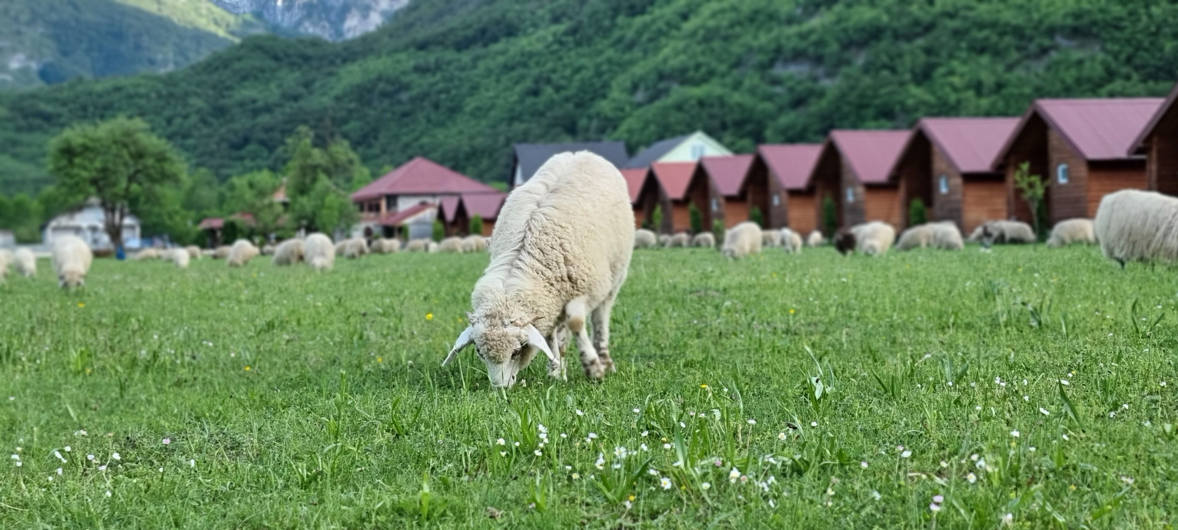 Traditional Cottage, Mountain View | Terrace/patio