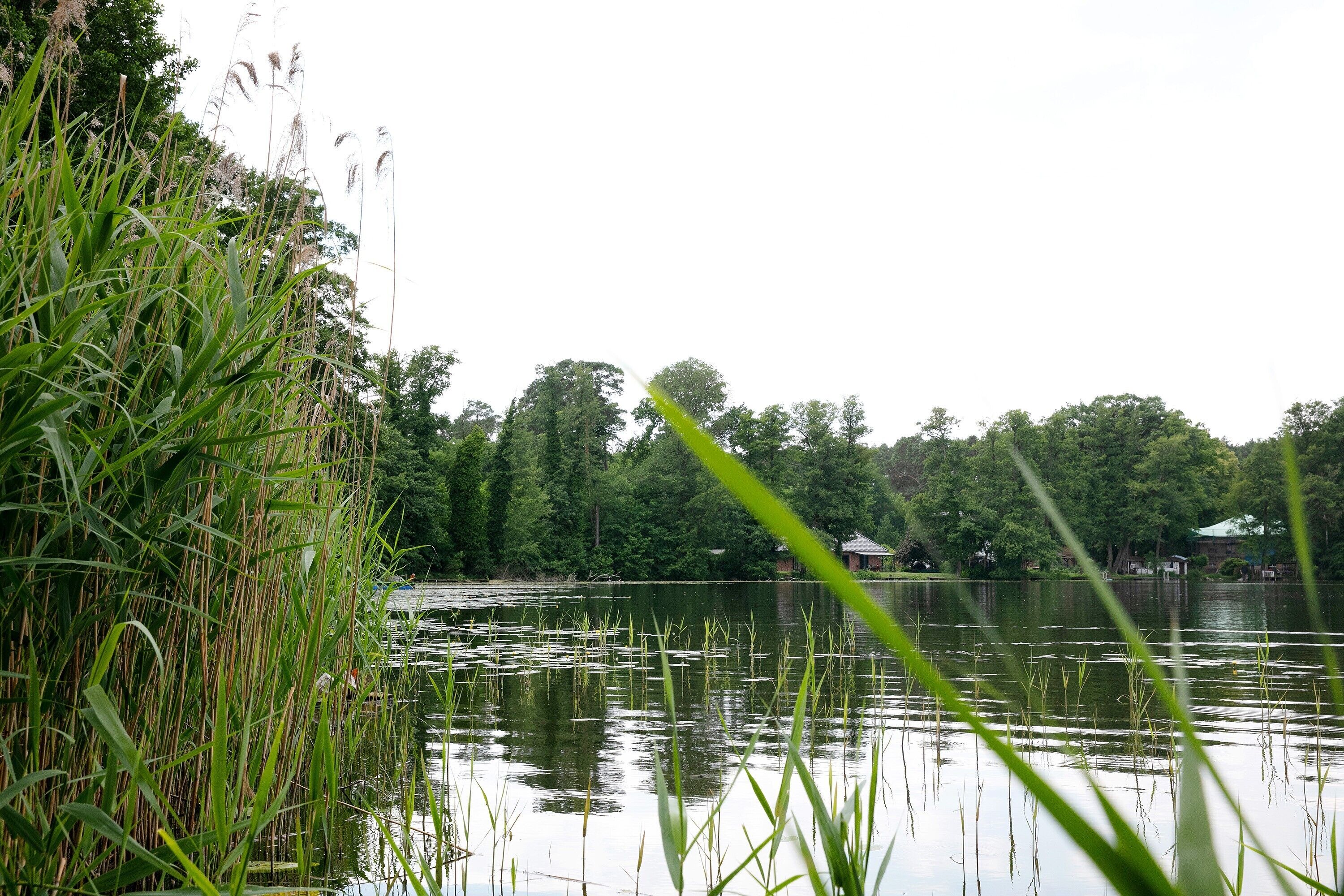 A calm lake with tall grasses and trees in the background.