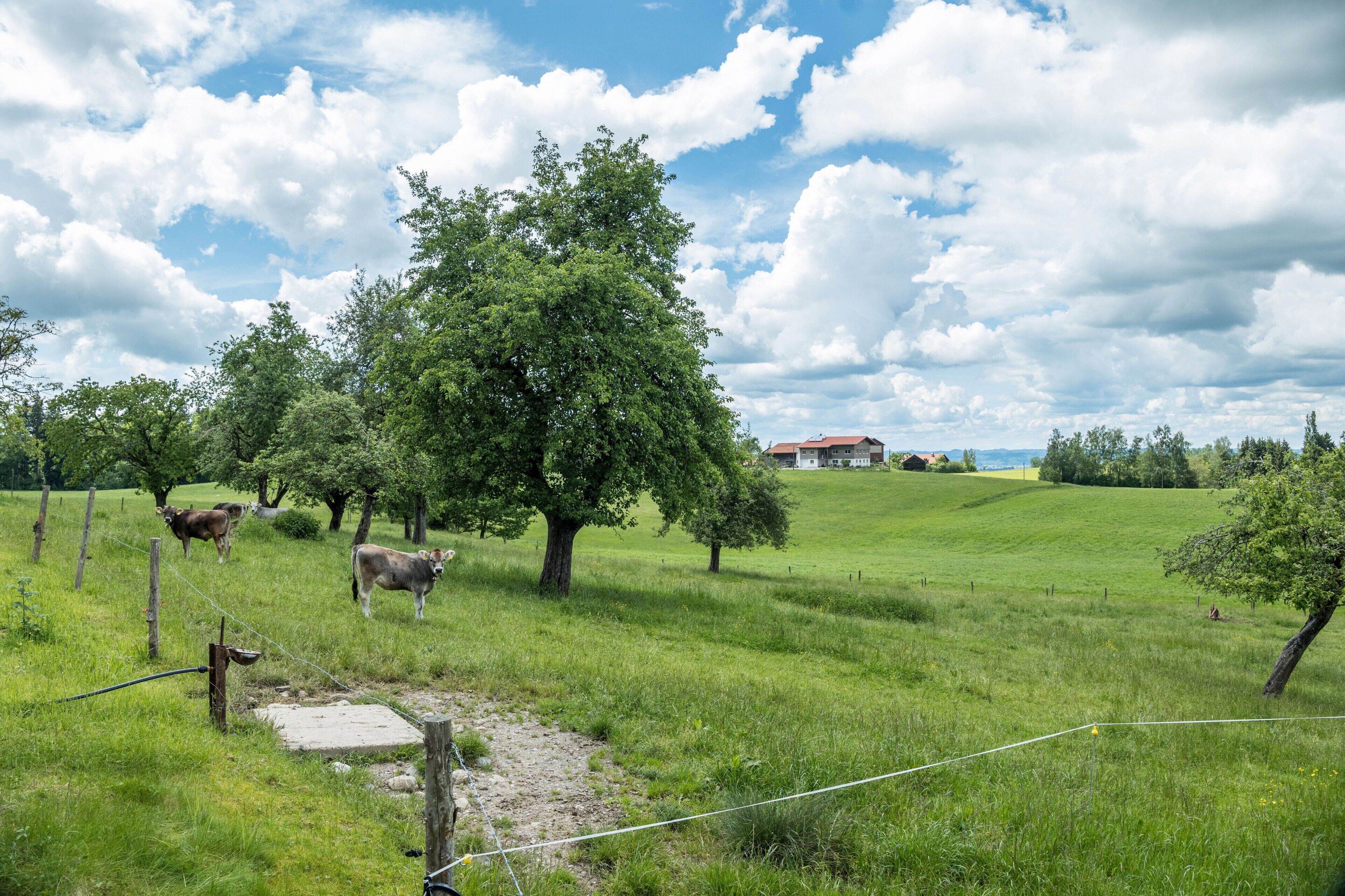 A rural landscape with green fields, a large tree, and a distant house.