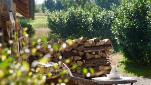 A wicker chair, a white vase with dried flowers, and a stack of firewood in a garden setting. - Chalet 'Feinis' with Private Terrace, Garden, and Wi-Fi (Waasen)