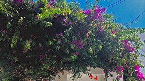 Una puerta blanca con un pequeño ventanal, rodeada de exuberante follaje verde y vibrantes flores moradas.