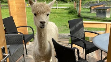 Huis | 4 slaapkamers