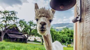Ferienhaus | 4 Schlafzimmer
