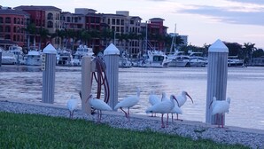 A marina with boats docked, a grassy area, and buildings in the background. - Great view, great location, piece of paradise......just perfect!   (Marco Island)