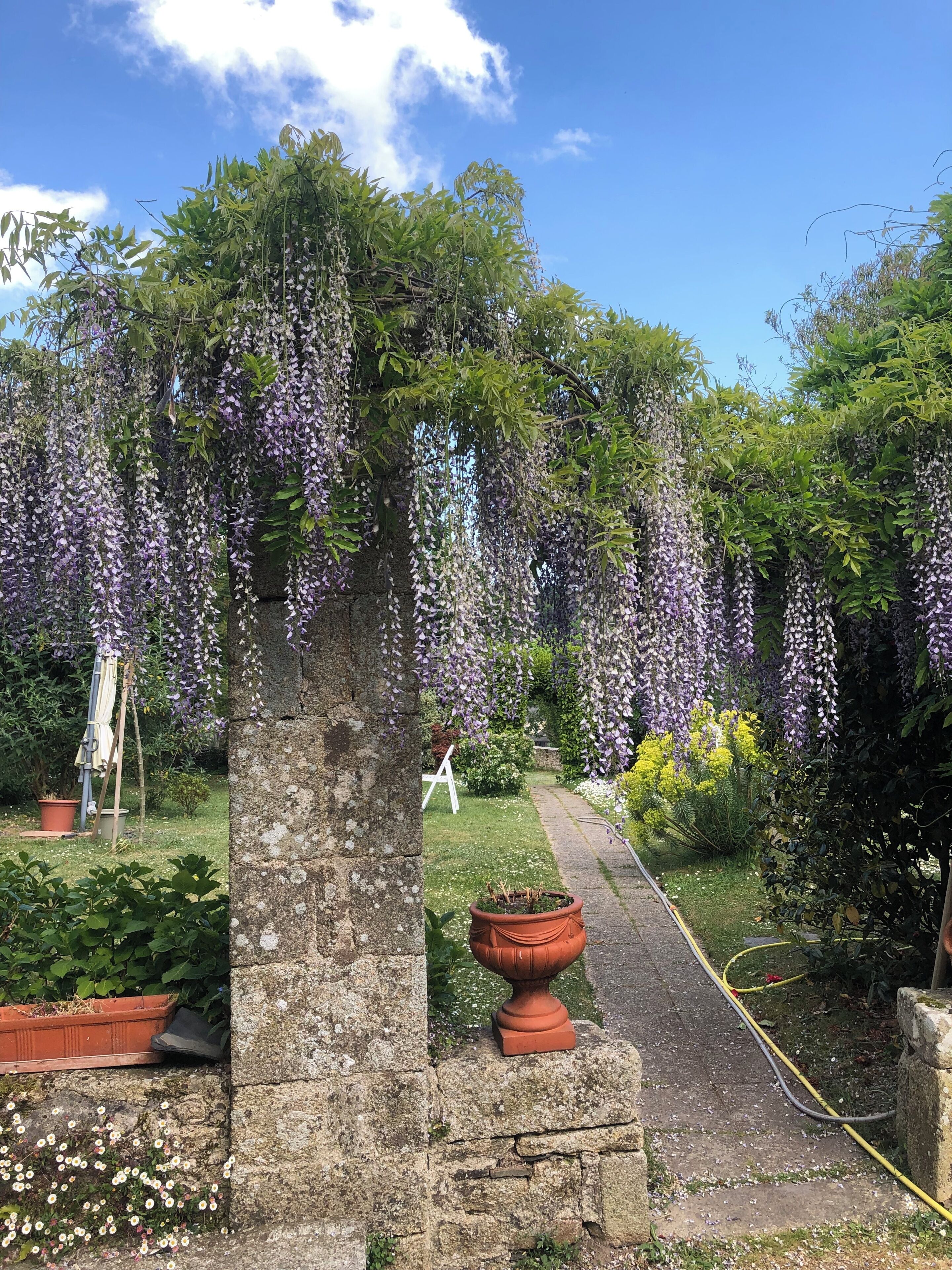 Un jardín con un arco de piedra, flores moradas colgantes y un sendero.
