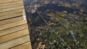 Une jetée en bois s’étendant sur un lac paisible aux eaux claires, entourée d’arbres et de bâtiments en arrière-plan.