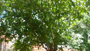 A tray of dumplings on a table with a tree in the background. - casa nuestra hostal (Salta)