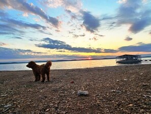 Een hond op een rotsachtige kust, met een ondergaande zon op de achtergrond.