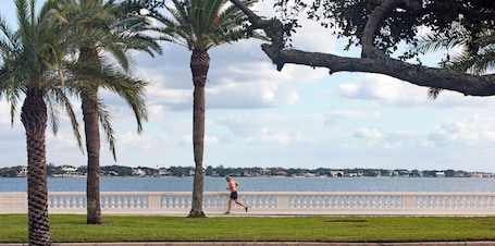 Property grounds. South Tampa! Stay Steps from Bayshore Near MacDill AFB