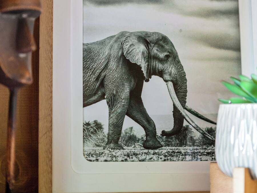 Fotografía en blanco y negro enmarcada de un elefante sobre una superficie de madera.