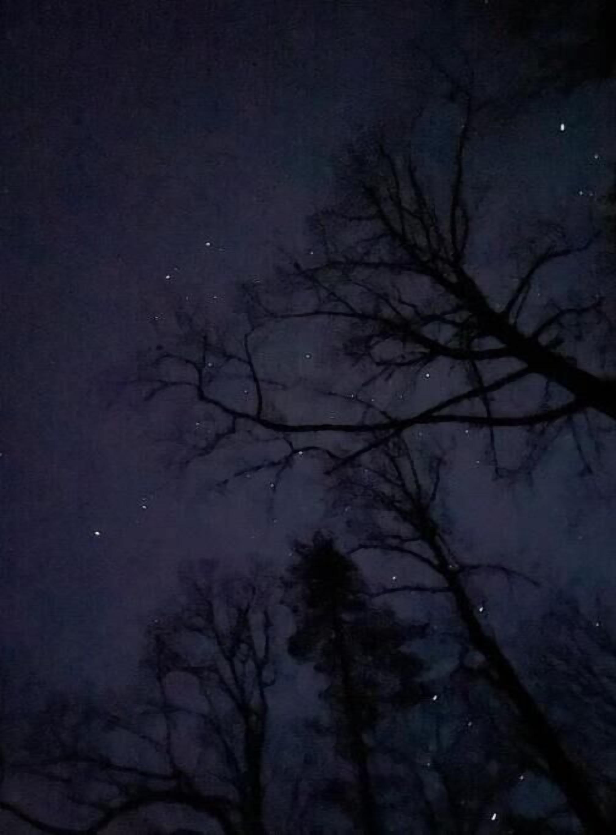 Yötaivas, jossa tähdet näkyvät puiden oksien välistä.