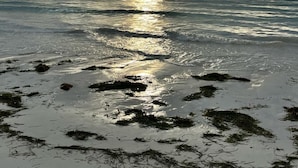 A beach with calm waters, boats, and a cloudy sky. - Silent Palms (Diani Beach)