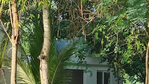 A modern house with a large glass door, surrounded by lush greenery and palm trees. - Silent Palms (Diani Beach)