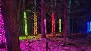 Une forêt où les arbres sont illuminés par des lumières colorées.