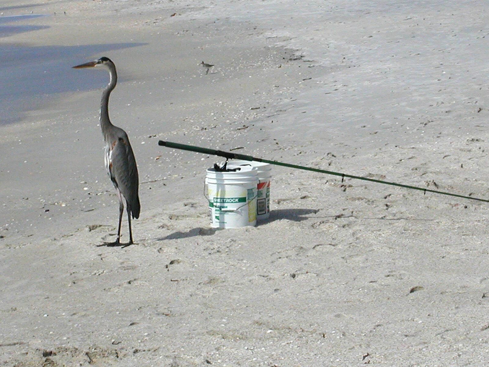 A bird standing next to a bucket on a sandy beach.