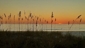 A coastal landscape with tall grasses and a sunset over the water.