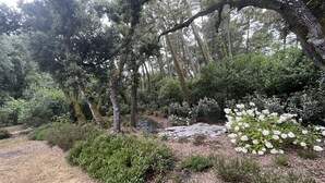 Ein bewaldeter Garten mit verschiedenen Sträuchern und Bäumen, einem Kiesweg und weißen Blütenpflanzen.
