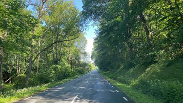 A road flanked by dense green foliage under a clear sky.