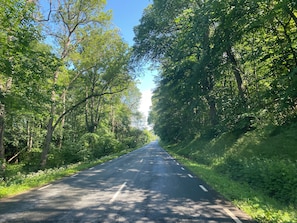 Une route bordée de part et d’autre par un feuillage verdoyant et dense.