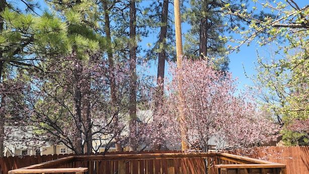 A wooden deck with a metal railing, surrounded by trees and a wooden fence. - Hillcrest Suites & Cabins (Big Bear Lake)