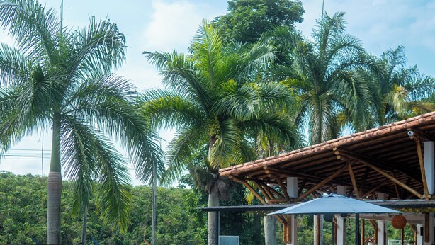 A swimming pool with lounge chairs, surrounded by palm trees and a covered seating area. - HOTEL PALMAS DE SANTA ELENA  (Quimbaya)
