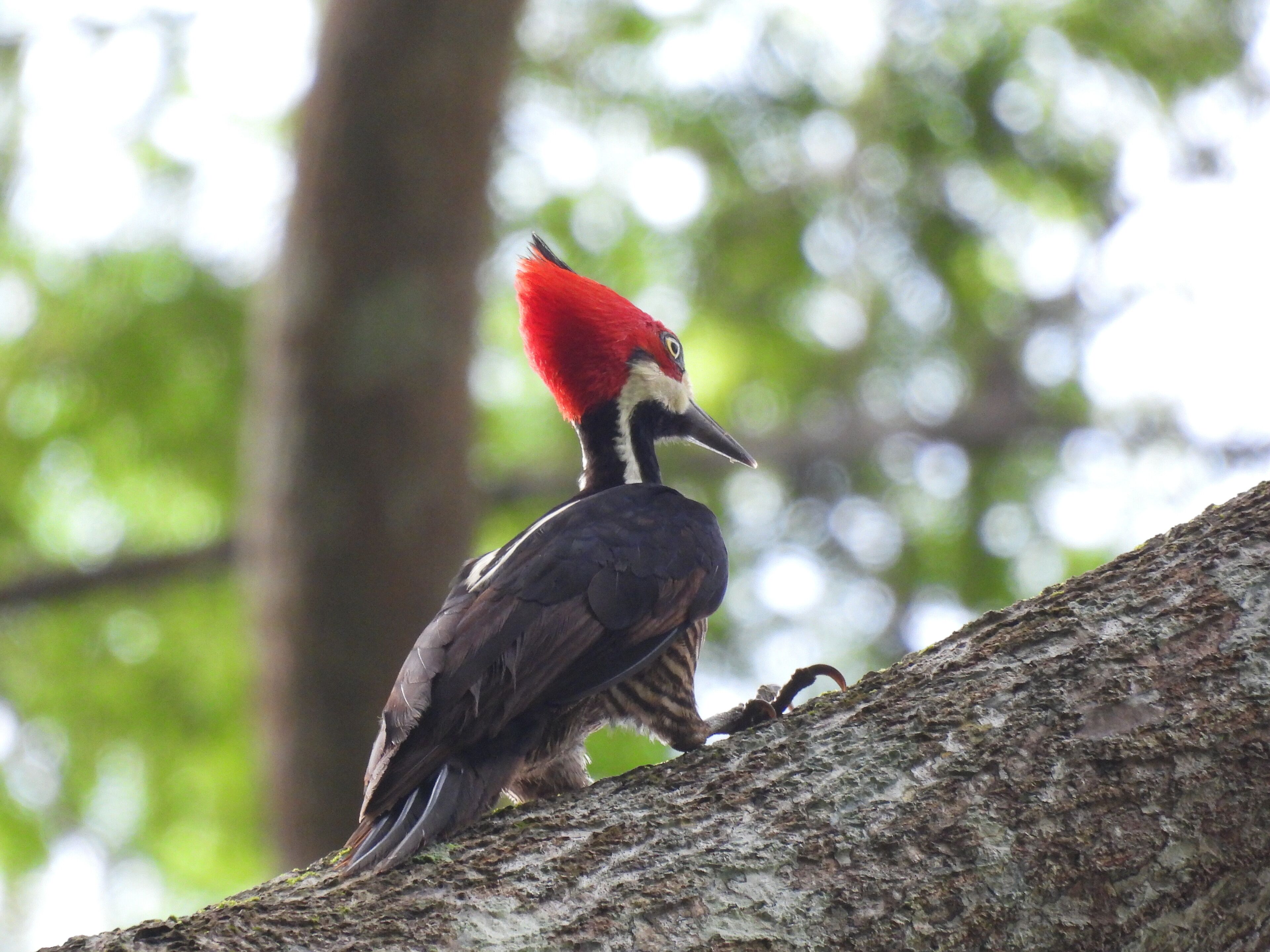 A bird perched on a tree branch.