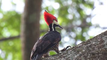 A bird perched on a tree branch.