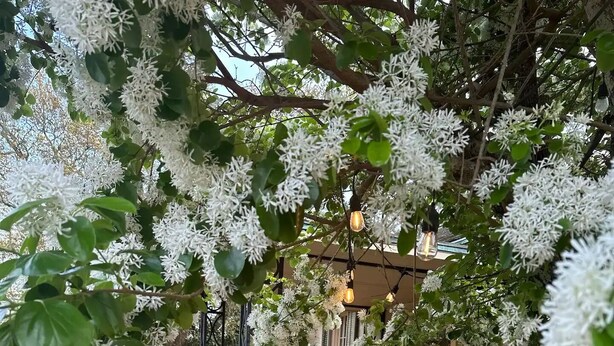 Un jardín con un sendero de piedra, un banco de madera, una fuente y plantas blancas con flores.