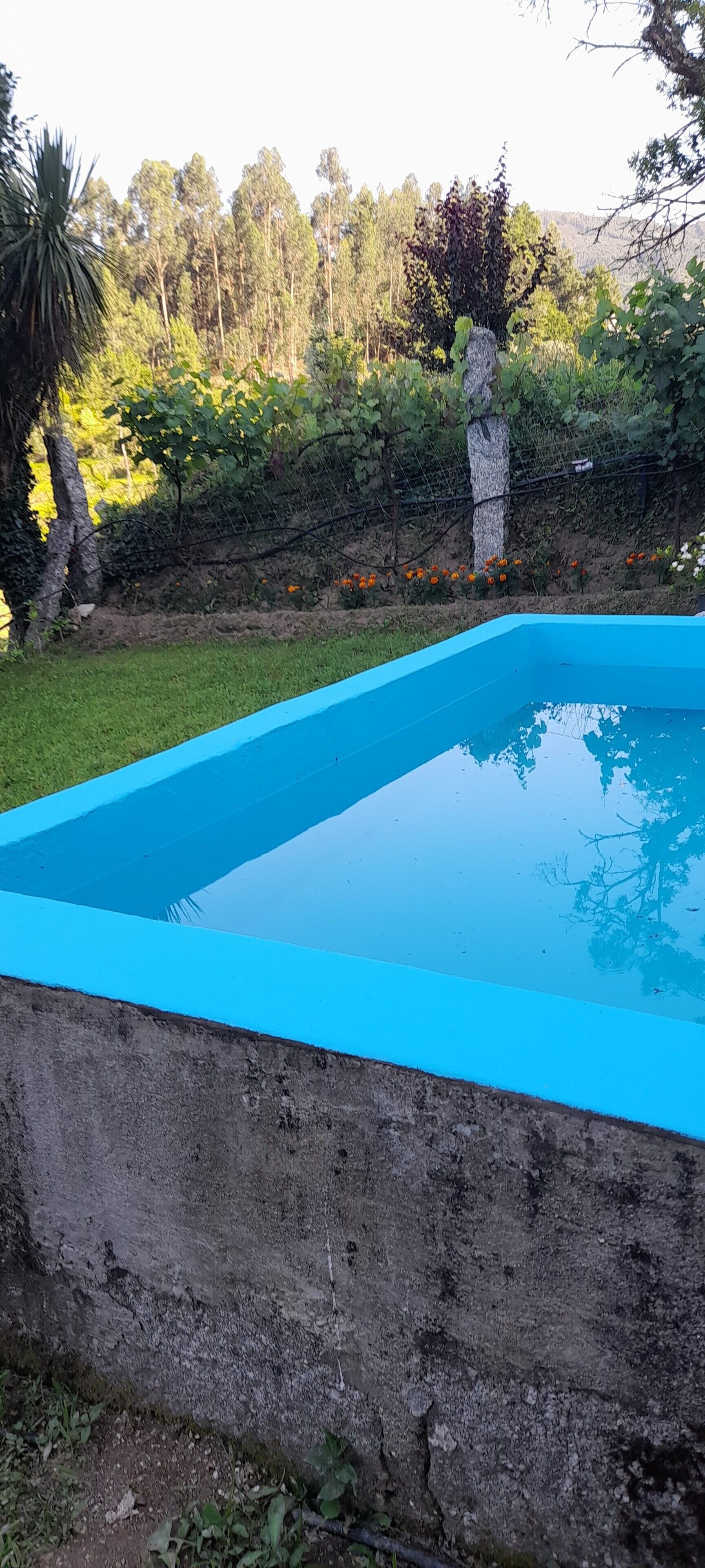 Piscina rectangular con borde azul, rodeada por un muro de hormigón y una zona verde con árboles y arbustos.