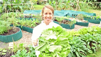 A person holding a large leafy vegetable in a garden with raised beds and green plants.