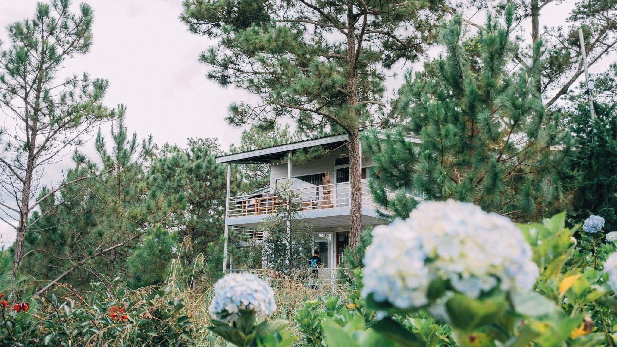A two-story building surrounded by pine trees and hydrangeas.