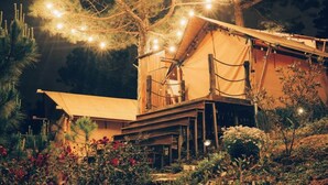 Una casa árbol con una escalera de cuerda, rodeada de cactus y plantas con flores.