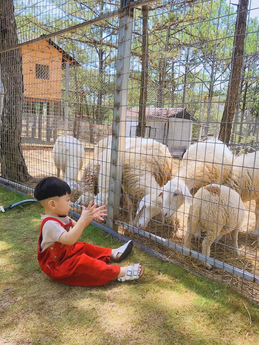 Un niño sentado sobre la hierba al lado de una cerca de alambre con ovejas.