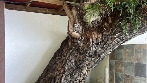 A tree trunk sculpture in a wooden planter, under a corrugated metal roof, with a stone wall and tiled floor. - Fare Tetahora (Raiatea)