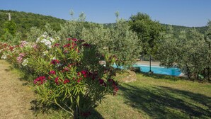 A garden with a pool, surrounded by olive trees and flowering plants.