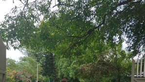 Ein Kiesweg führt durch einen üppigen Garten mit dichtem Grün und einer kleinen Struktur mit rotem Dach.