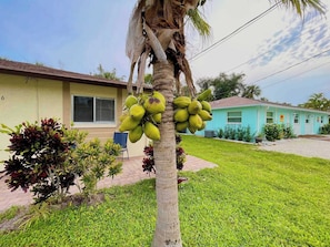 A house with a lawn, a palm tree with bananas, and a blue building in the background. - Near Ft Myers Beach • 3mi to Sand • Sleeps 7 (Fort Myers Beach)