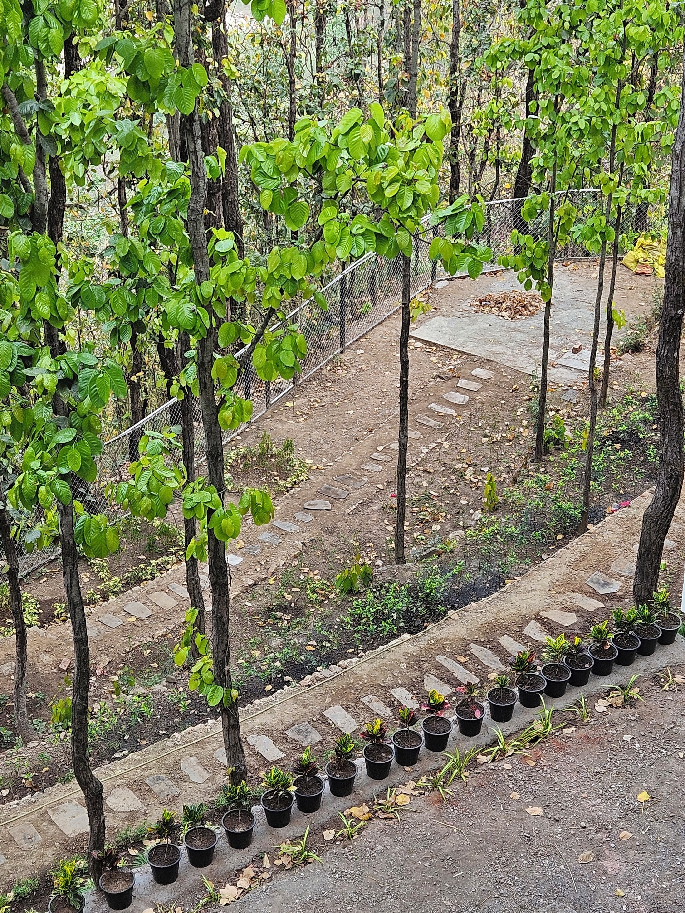 A garden with young trees and a row of potted plants along a stone pathway.